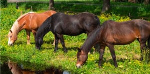 Paarden als reflectie voor je binnenwereld.