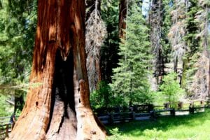 boom met hart vorm in stam