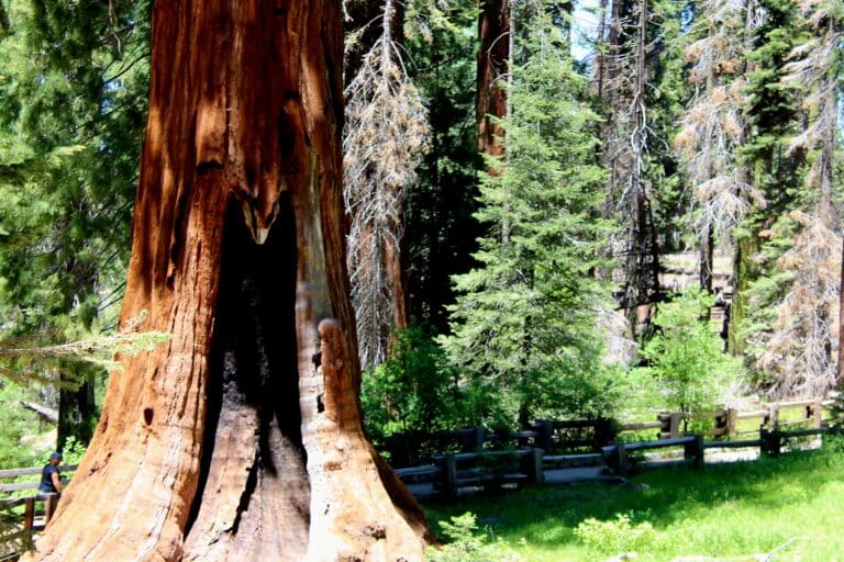 boom met hart vorm in stam