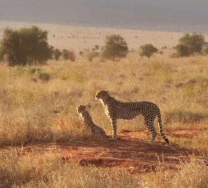 cheeta waakzaam over baby