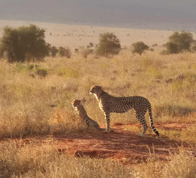 cheeta waakzaam over baby