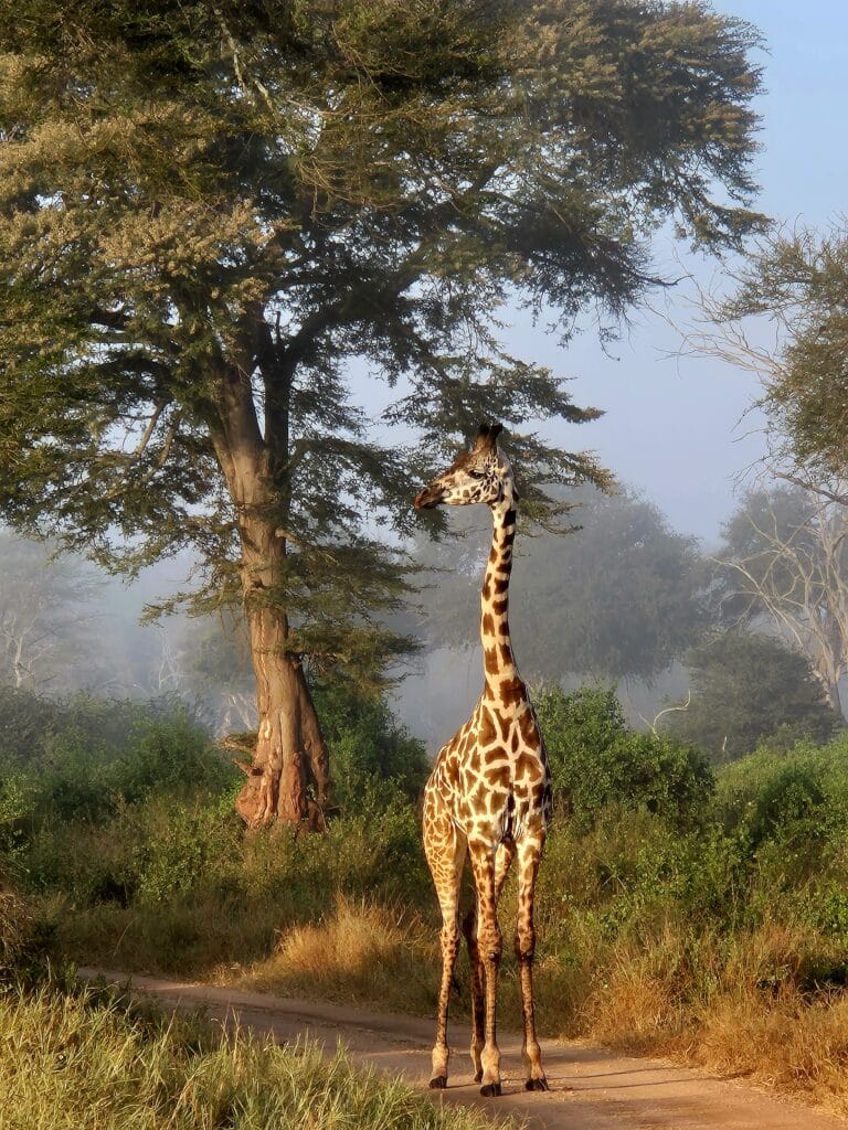 giraffe kijkt waakzaam